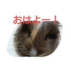 モッチの日常（個別スタンプ：3）