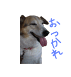 enjoy UMEKO（個別スタンプ：9）
