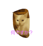 かわ猫（個別スタンプ：6）