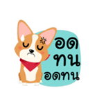 Short legs Corgi（個別スタンプ：31）