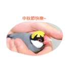 bubu bird（個別スタンプ：1）