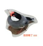 bubu bird（個別スタンプ：2）