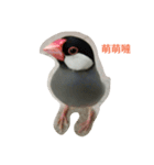 bubu bird（個別スタンプ：3）
