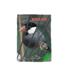 bubu bird（個別スタンプ：5）