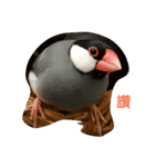 bubu bird（個別スタンプ：7）