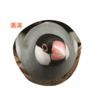 bubu bird（個別スタンプ：8）