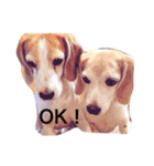 ビーグル犬 太郎＆花子（個別スタンプ：1）