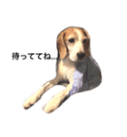 ビーグル犬 太郎＆花子（個別スタンプ：2）