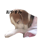 ビーグル犬 太郎＆花子（個別スタンプ：3）