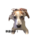 ビーグル犬 太郎＆花子（個別スタンプ：4）