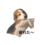 ビーグル犬 太郎＆花子（個別スタンプ：5）