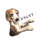 ビーグル犬 太郎＆花子（個別スタンプ：7）