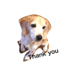 ビーグル犬 太郎＆花子（個別スタンプ：8）