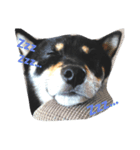 我が家の仁さん~2（個別スタンプ：3）