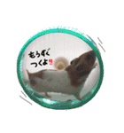 たいしょう #2（個別スタンプ：14）