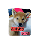 kumakihikun（個別スタンプ：1）
