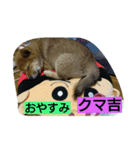 kumakihikun（個別スタンプ：4）