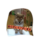 kumakihikun（個別スタンプ：5）