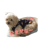 チワプーとトイプーのスタンプ♡（個別スタンプ：1）