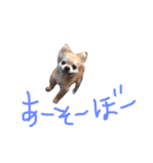 モンチムタム（個別スタンプ：12）