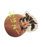 ペット達の日常（個別スタンプ：1）