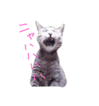 ペット達の日常（個別スタンプ：5）