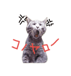 ペット達の日常（個別スタンプ：9）