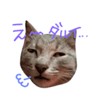 ペット達の日常（個別スタンプ：11）