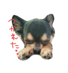 ペット達の日常（個別スタンプ：12）