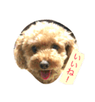 プードルのみく（個別スタンプ：1）