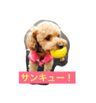 プードルのみく（個別スタンプ：2）