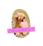 プードルのみく（個別スタンプ：5）