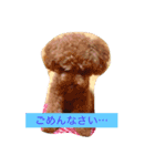 プードルのみく（個別スタンプ：6）