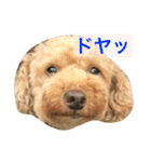 プードルのみく（個別スタンプ：7）