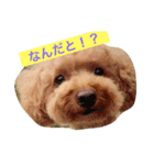 プードルのみく（個別スタンプ：8）