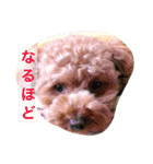 プードルのみく（個別スタンプ：9）