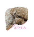 プードルのみく（個別スタンプ：15）