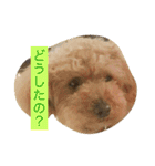 プードルのみく（個別スタンプ：16）