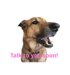 My dog Jamie <Part 2>（個別スタンプ：1）