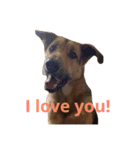 My dog Jamie <Part 2>（個別スタンプ：4）