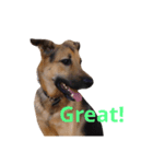 My dog Jamie <Part 2>（個別スタンプ：6）