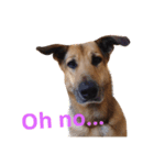 My dog Jamie <Part 2>（個別スタンプ：8）