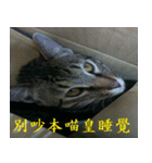 lazy cat ^^（個別スタンプ：1）