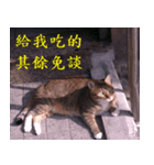 lazy cat ^^（個別スタンプ：2）
