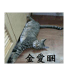 lazy cat ^^（個別スタンプ：3）