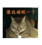 lazy cat ^^（個別スタンプ：5）
