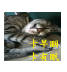 lazy cat ^^（個別スタンプ：7）