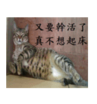 lazy cat ^^（個別スタンプ：8）