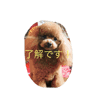 茶子三郎（個別スタンプ：1）