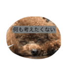 茶子三郎（個別スタンプ：14）